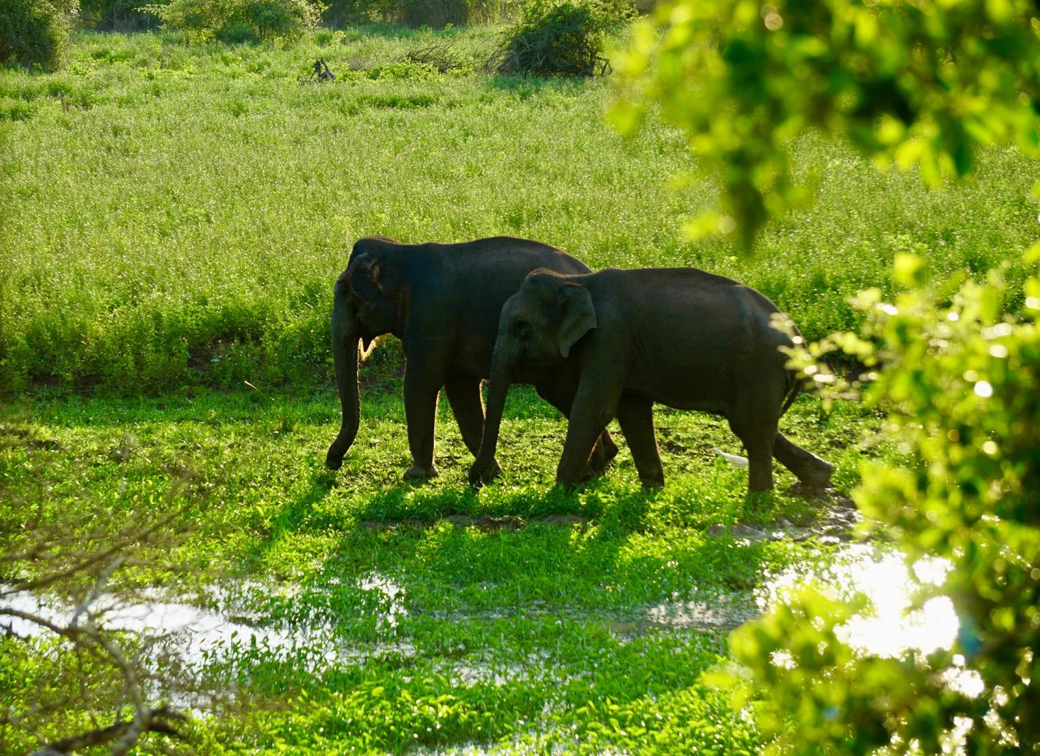 Elephants at Udawalawe National Park